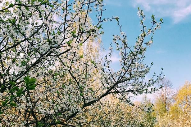 Пожелания крюковчан о дополнительных зелёных насаждениях будут учтены
