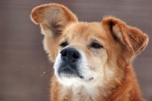 Куда обратиться, чтобы отловили бездомных собак