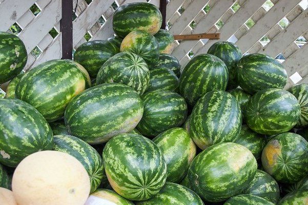 Бахчевые развалы откроются у корпусов 1812 и 1504