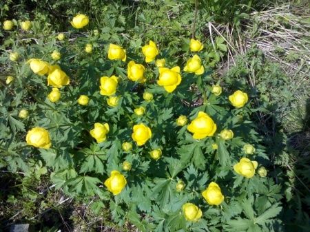 Купальница зацвела в Крюково раньше начала купального сезона