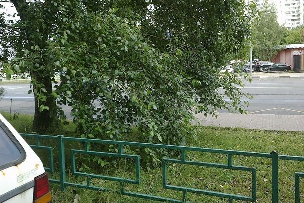 Коммунальщики привели в порядок тополь у корпуса 1606