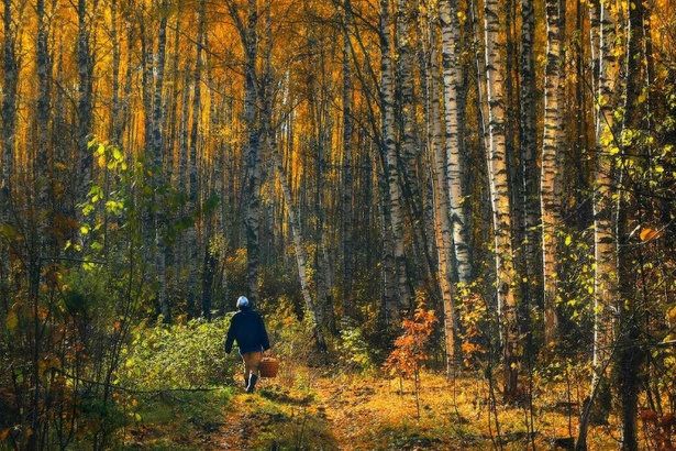 Ходить в лес в осенний период нужно правильно