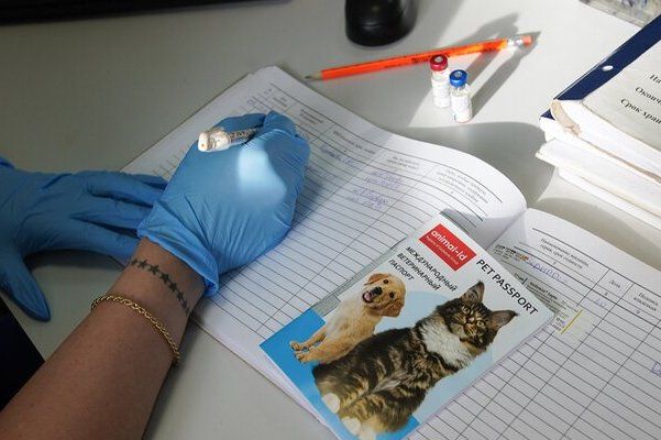 Депутат МГД Козлов напомнил о необходимости вакцинации домашних животных от бешенства