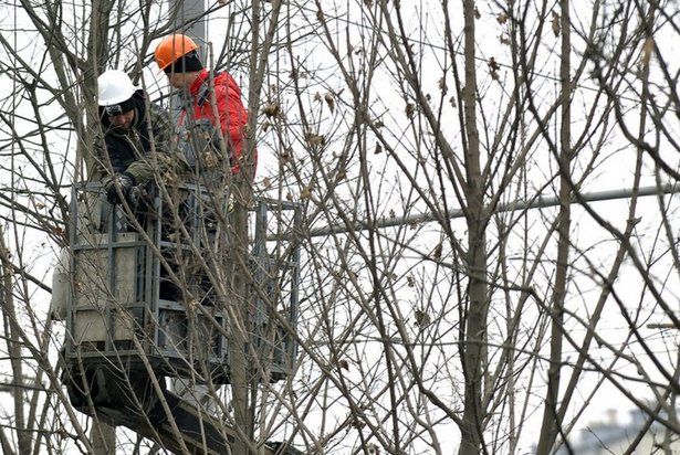 «Жилищник» выполнил обрезку зелёных насаждений во дворе корпуса 1537