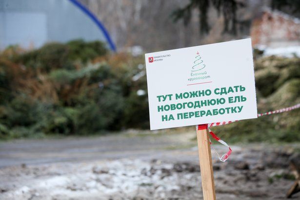 Депутат Мосгордумы Киселева: Москвичи определят самые удобные пункты приема новогодних елок