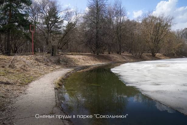 Собянин: Каскад из пяти прудов в «Сокольниках» до конца года приведут в порядок